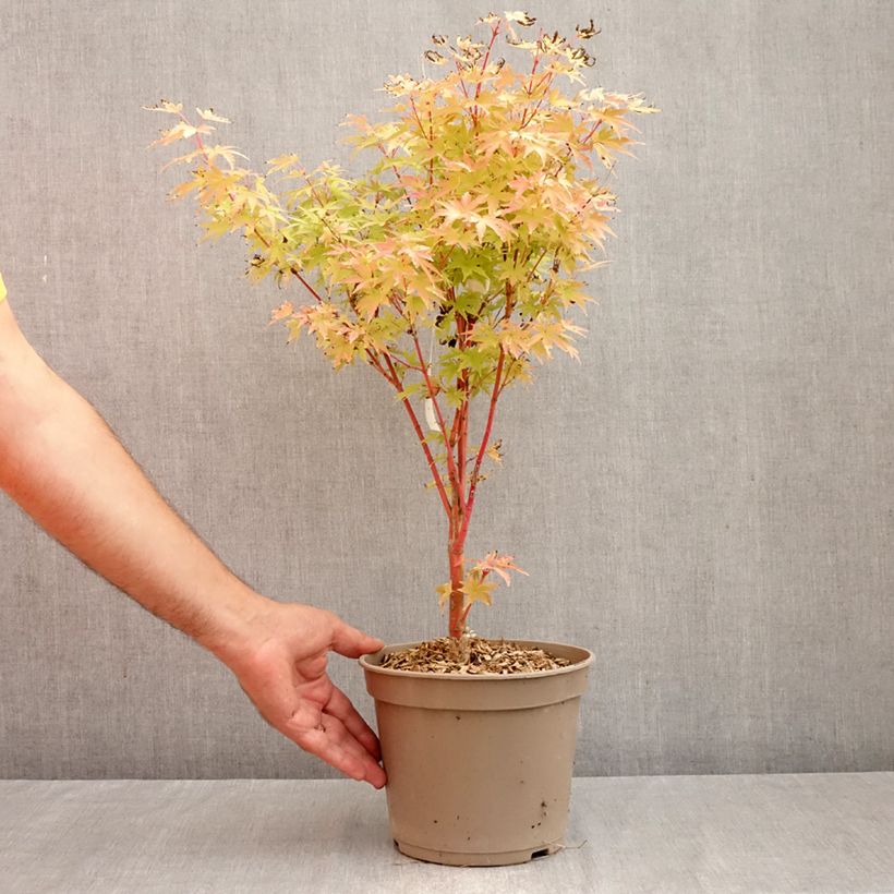 Exemplar von Fächerahorn Red Wood (Gepfropfte Pflanzen) - Acer palmatum Topf mit 4L/5L wie im Herbst geliefert