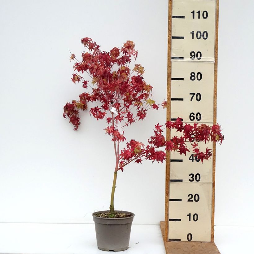 Exemplar von Fächerahorn Ueno Yama (Gepfropfte Pflanzen) - Acer palmatum Topf mit 4L/5L wie im Herbst geliefert