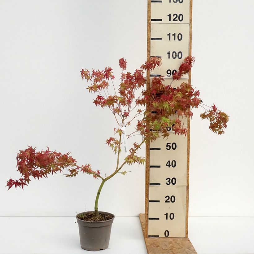 Exemplar von Fächerahorn Ueno Yama (Gepfropfte Pflanzen) - Acer palmatum Topf mit 4L/5L wie im Sommer geliefert