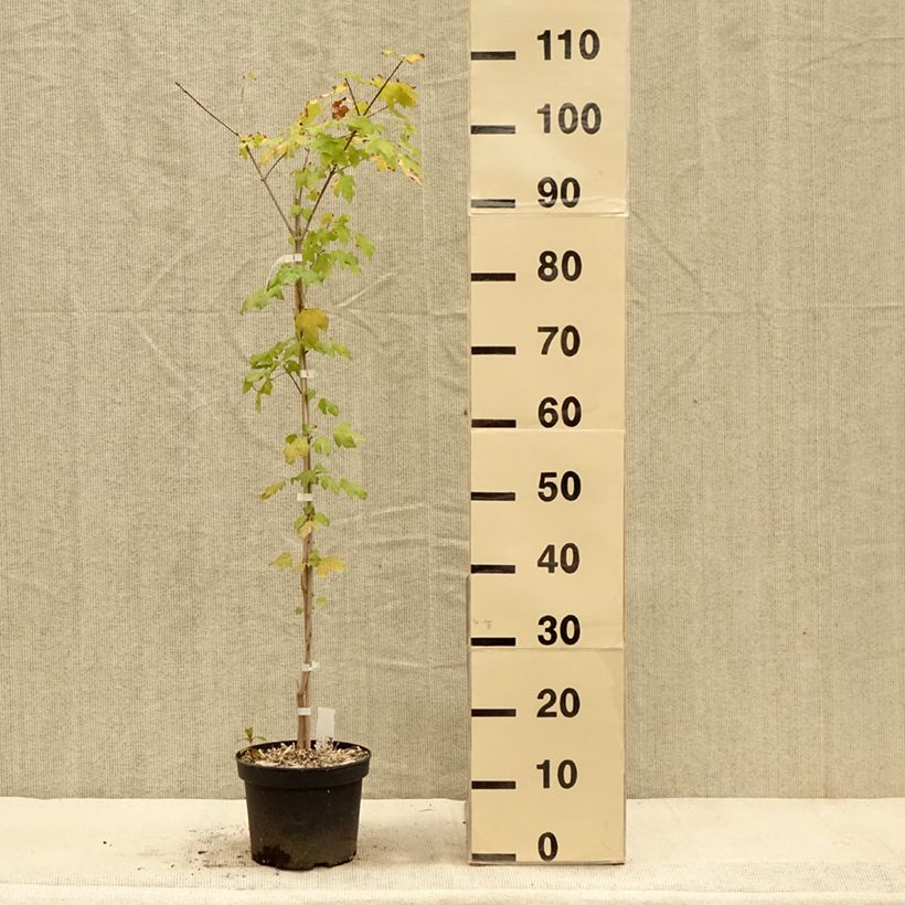 Example of Acer Orientalia - Ahorn Topf mit 3L/4L as you get in automne