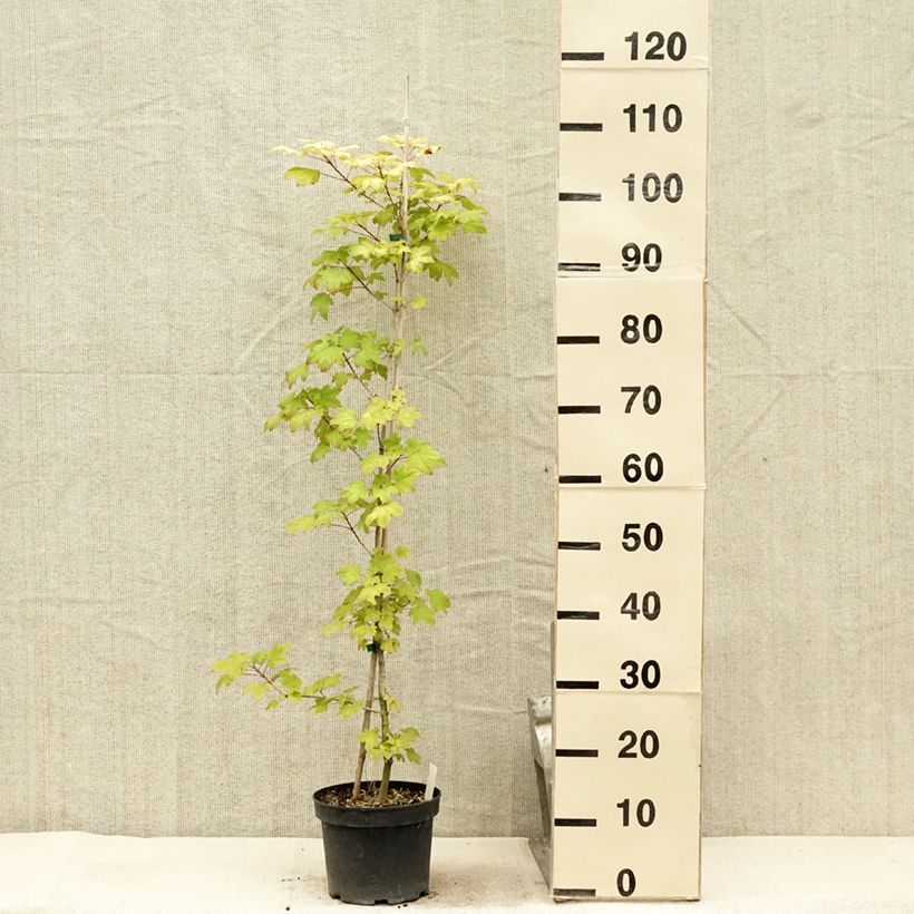 Exemplar von Acer Orientalia - Ahorn Topf mit 3L/4L wie im Sommer geliefert