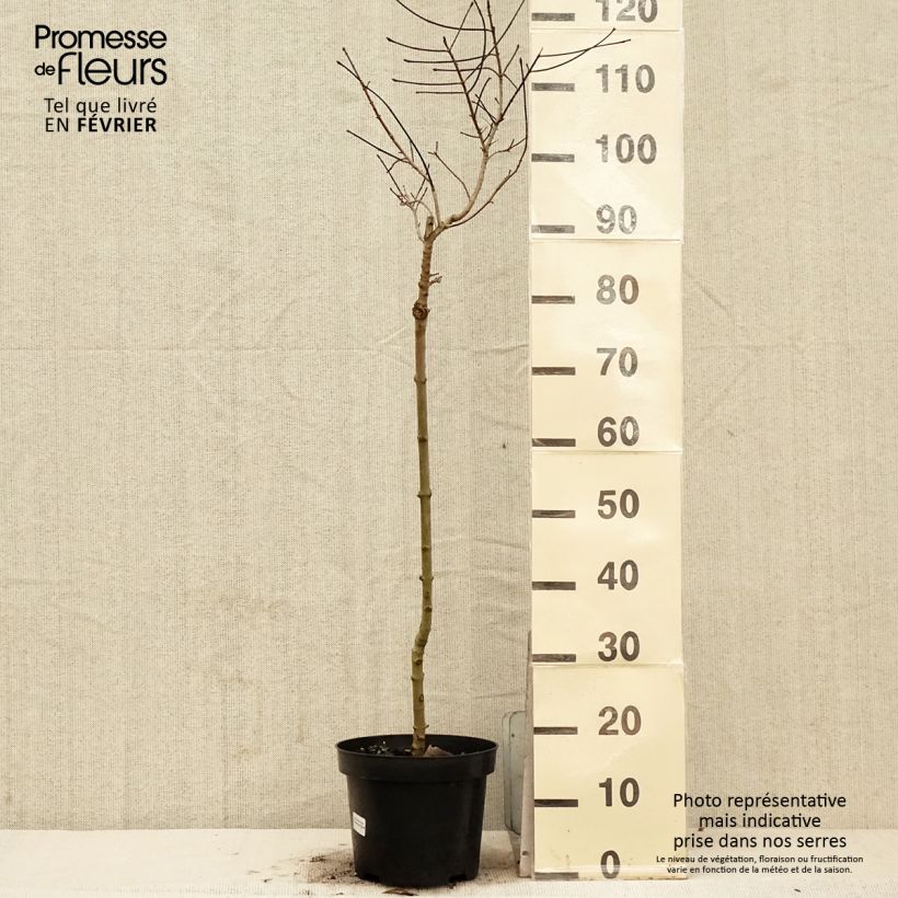 Example of Acer Ample Surprise - Ahorn Topf mit 7,5L/10L as you get in hiver