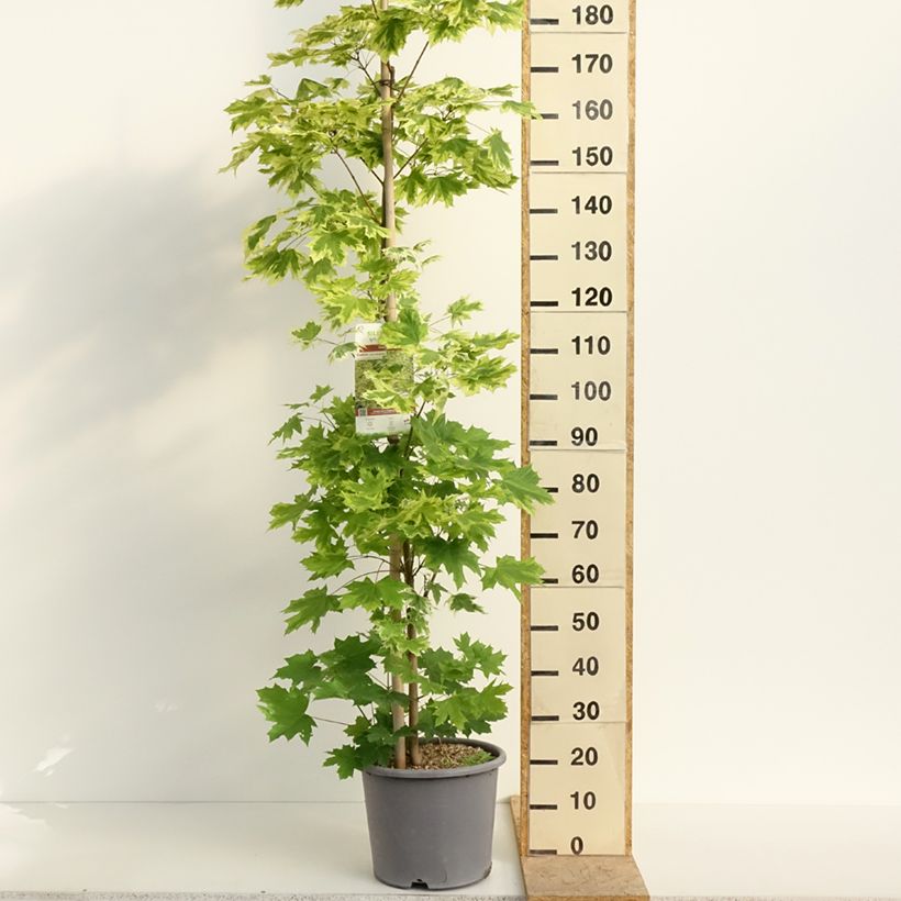 Exemplar von Spitz-Ahorn Drummondii - Acer platanoides Topf mit 12L/15L, Stämmchen wie im Frühjahr geliefert
