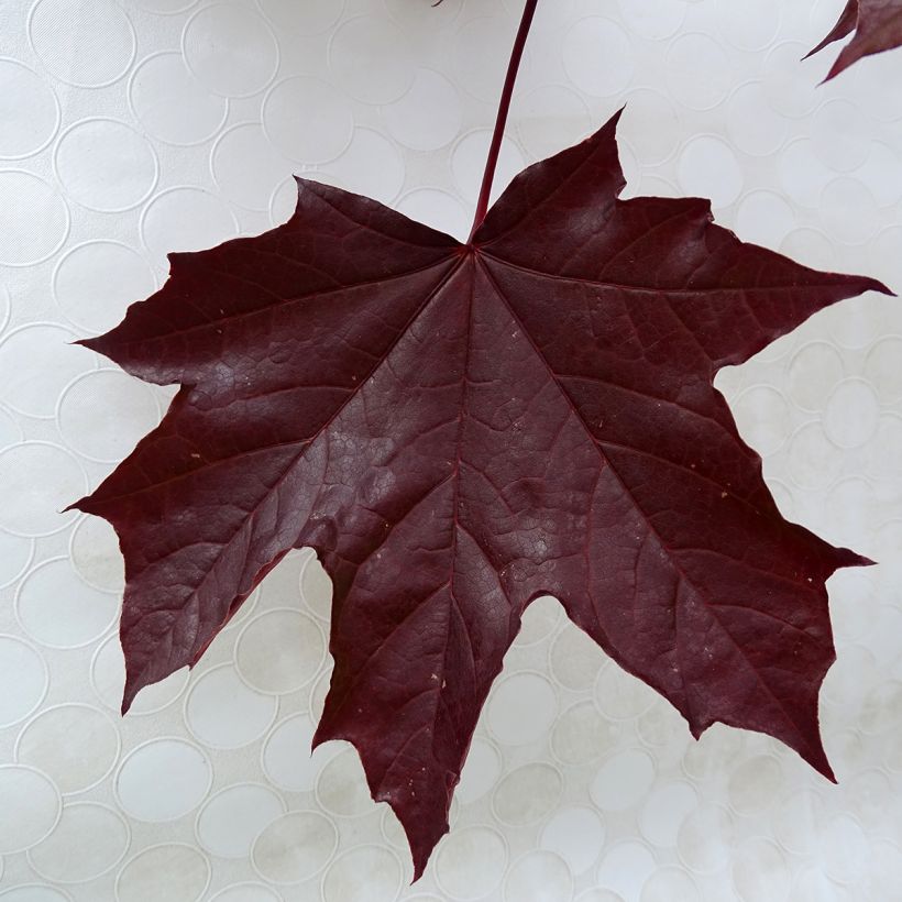 Spitz-Ahorn Crimson King - Acer platanoides (Foliage)
