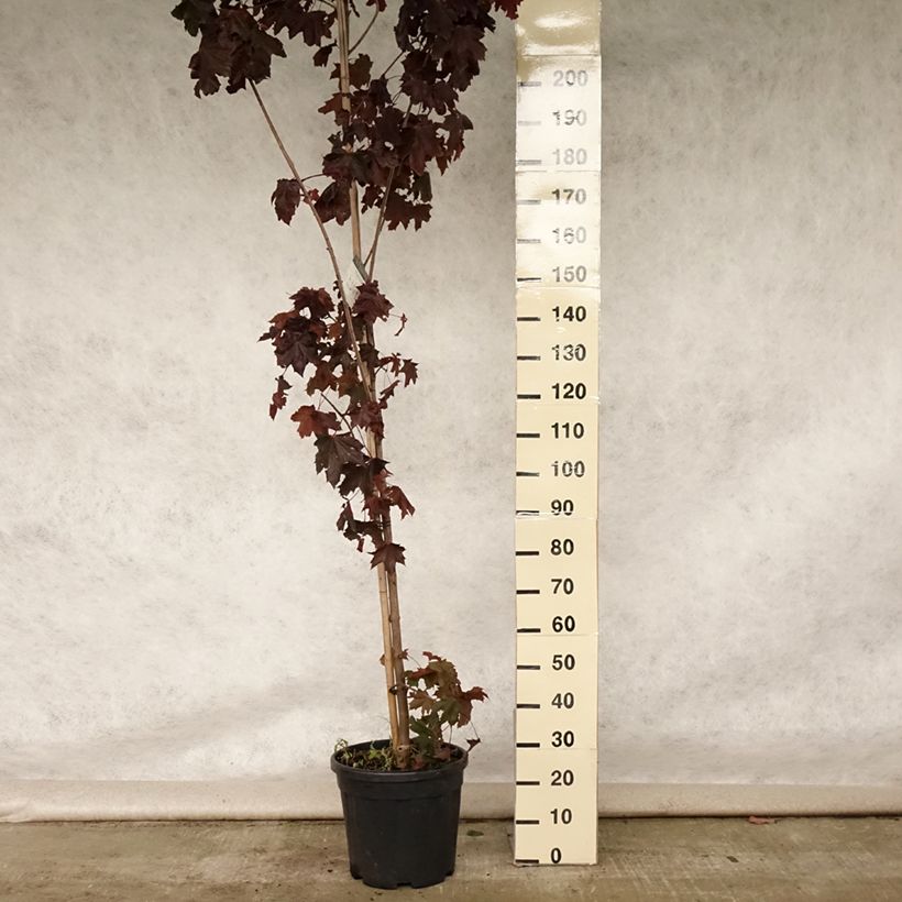 Example of Spitz-Ahorn Crimson King - Acer platanoides Topf mit 20L/25L as you get in ete