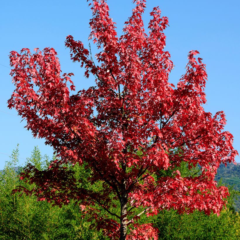 Rot-Ahorn - Acer rubrum (Plant habit)