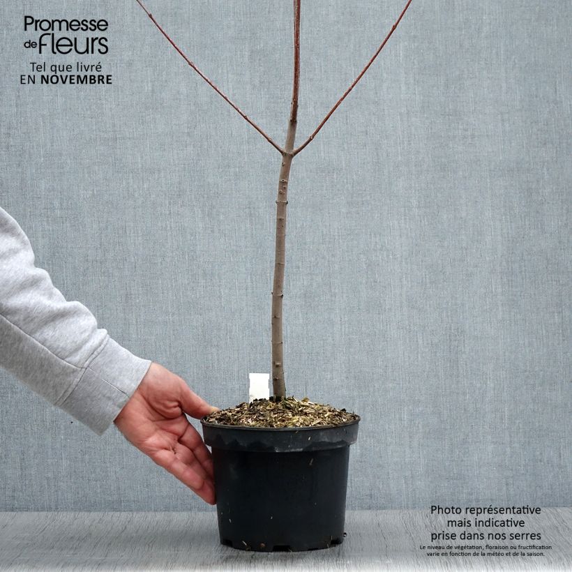 Example of Rot-Ahorn - Acer rubrum Topf mit 3L/4L as you get in automne