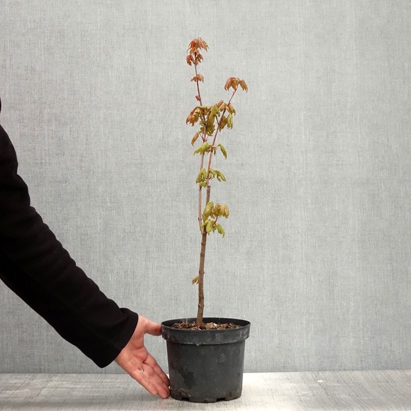 Exemplar von Rot-Ahorn - Acer rubrum Topf mit 3L/4L wie im Frühjahr geliefert