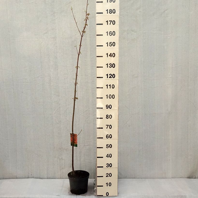 Exemplar von Rot-Ahorn - Acer rubrum Topf mit 7,5L/10L wie im Frühjahr geliefert