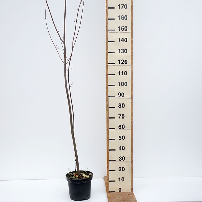 Exemplar von Rot-Ahorn - Acer rubrum Topf mit 7,5L/10L wie im Herbst geliefert