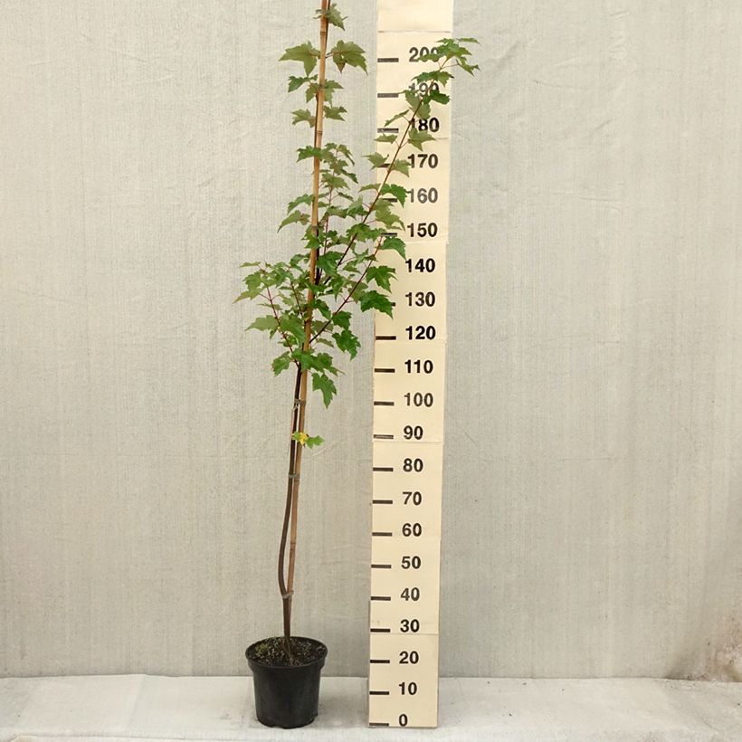 Example of Rot-Ahorn - Acer rubrum Topf mit 7,5L/10L as you get in ete