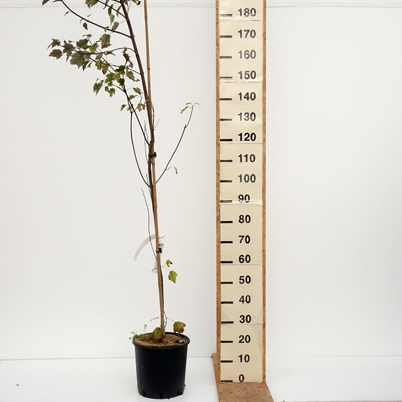 Exemplar von Rot-Ahorn Summer Red - Acer rubrum Topf mit 12L/15L wie im Herbst geliefert