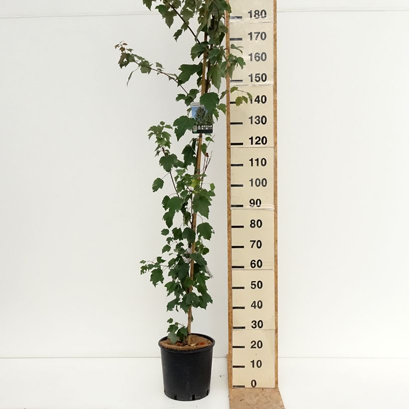 Example of Rot-Ahorn Summer Red - Acer rubrum Topf mit 12L/15L as you get in ete