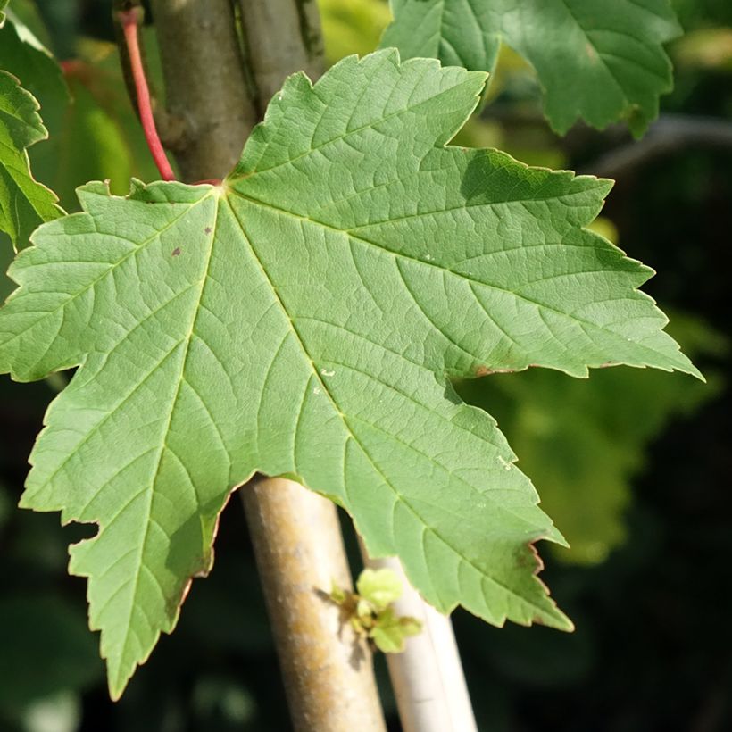 Berg-Ahorn Simon-Louis Frères - Acer pseudoplatanus (Foliage)