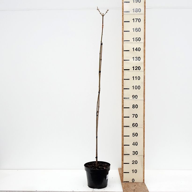 Exemplar von Berg-Ahorn Sunshine - Acer pseudoplatanus  Topf mit 7,5L/10L, Stamm wie im Winter geliefert