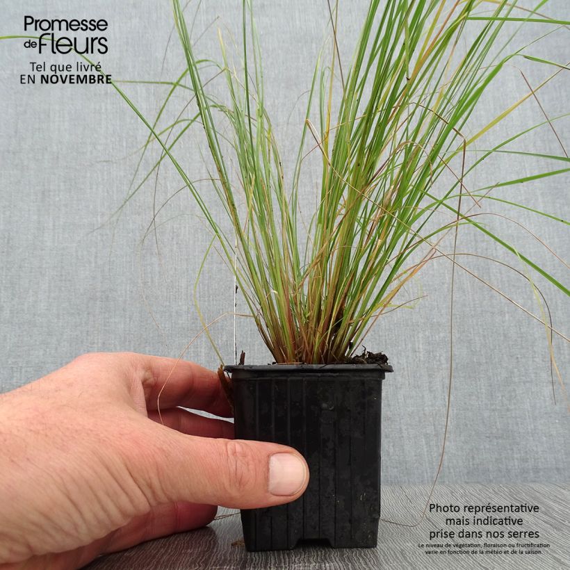 Example of Eragrostis curvula - Schwachgekrümmtes Liebesgras Kleine Töpfe von 8/9 cm as you get in automne