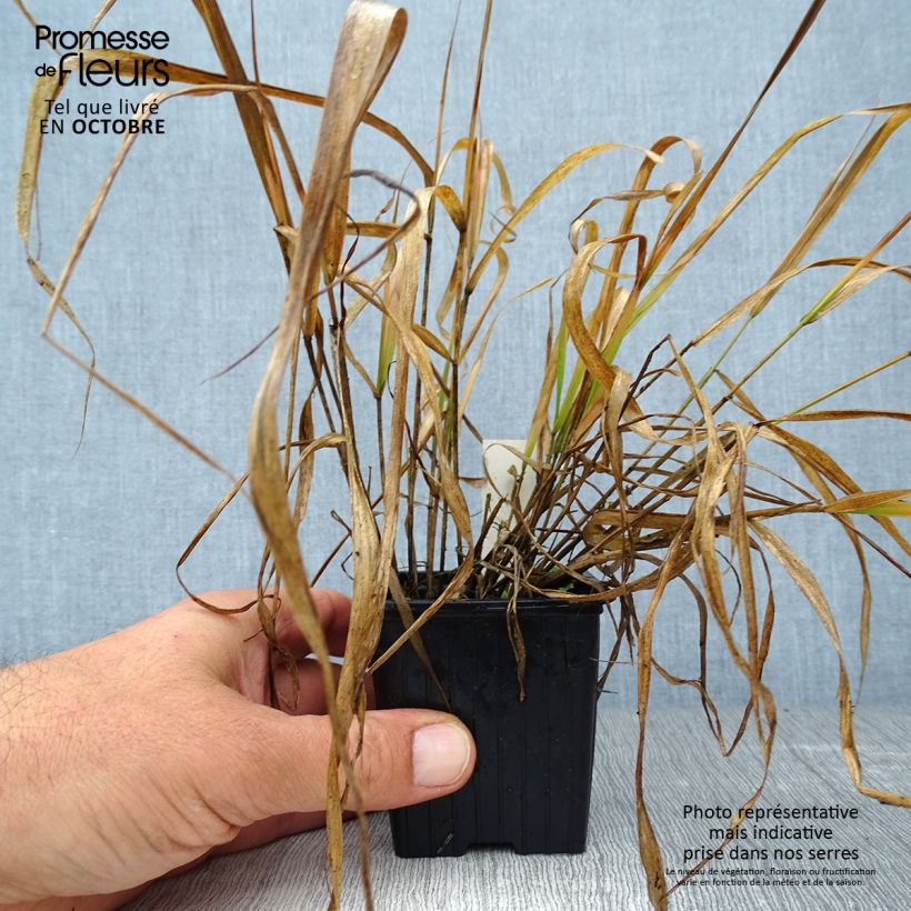Example of Eragrostis spectabilis - Purpur-Liebesgras Kleine Töpfe von 8/9 cm as you get in automne