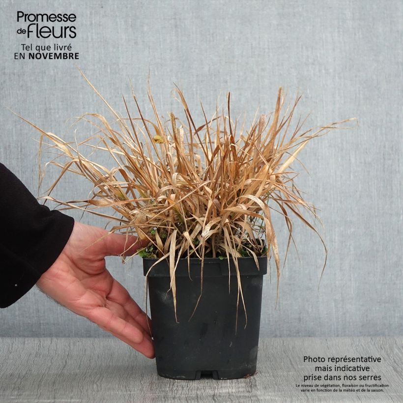 Example of Eragrostis spectabilis - Purpur-Liebesgras Topf mit 1,5L/2L as you get in automne