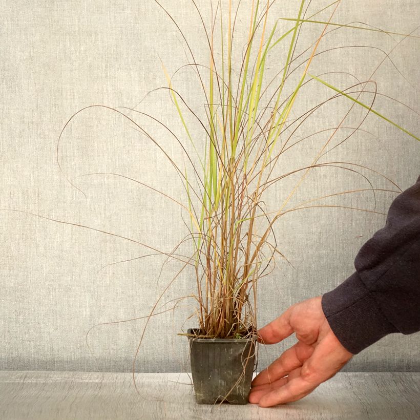 Example of Eragrostis trichodes - Sand-Liebesgras Kleine Töpfe von 8/9 cm as you get in automne