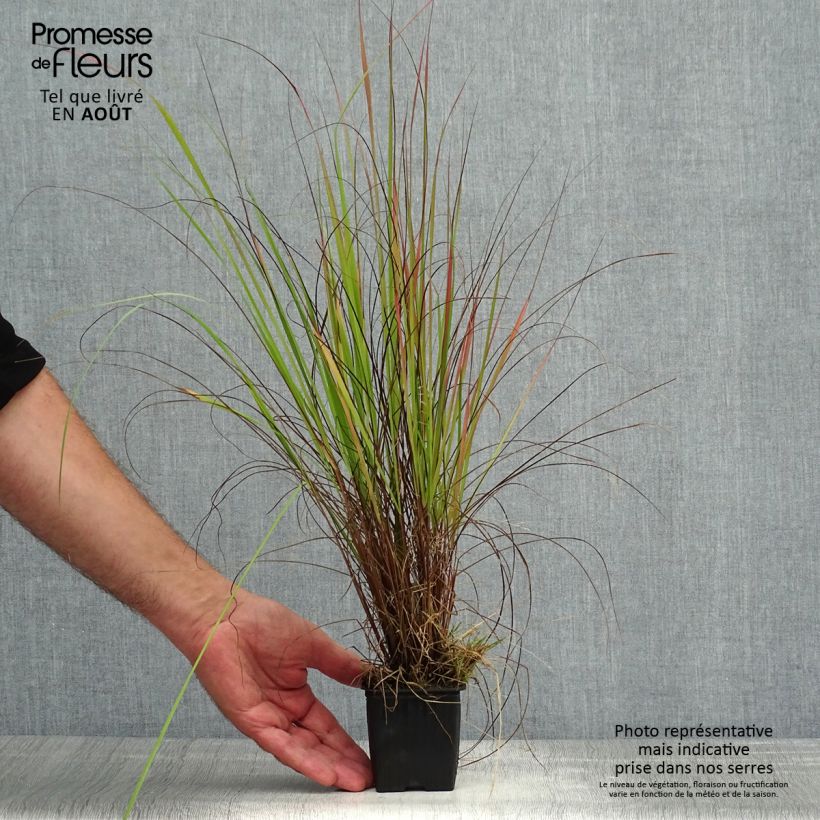 Exemplar von Eragrostis trichodes - Sand-Liebesgras Kleine Töpfe von 8/9 cm wie im Sommer geliefert