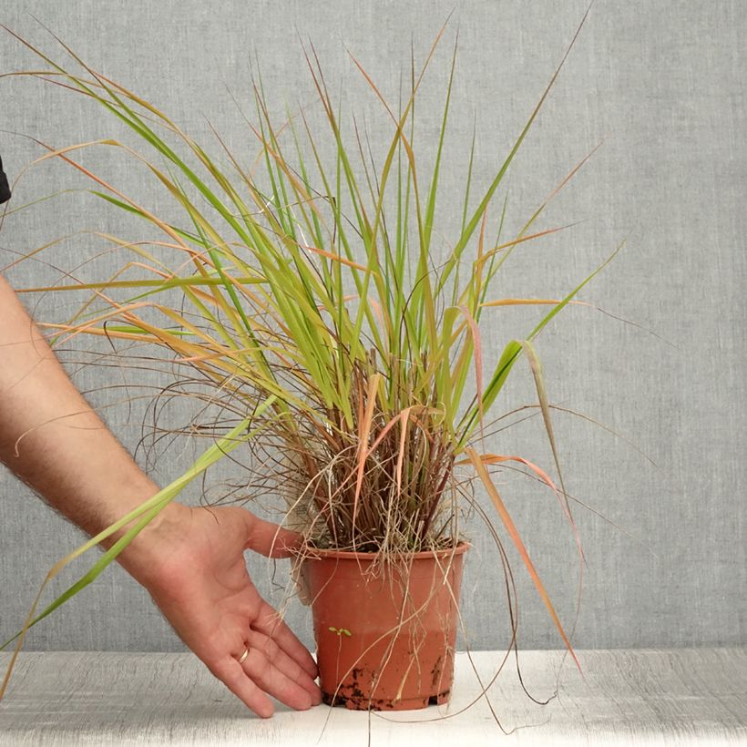 Example of Eragrostis trichodes - Sand-Liebesgras Topf mit 1L/1,5L as you get in ete