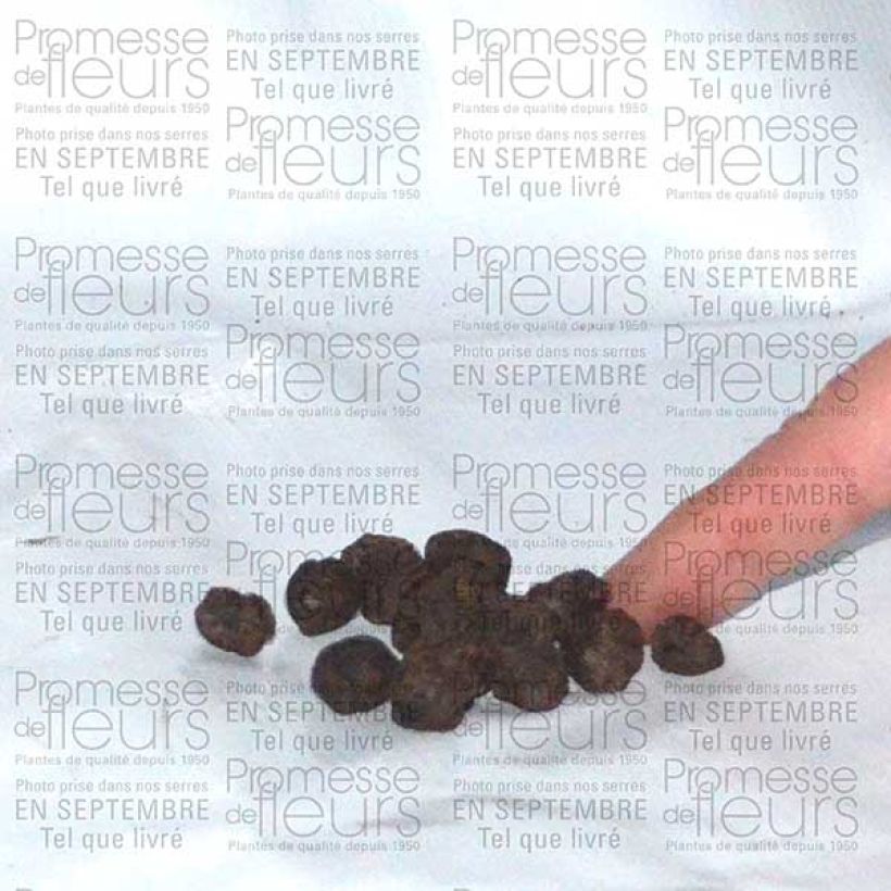 Example of Eranthis hyemalis - Winterling Zwiebel size 4+ as you get