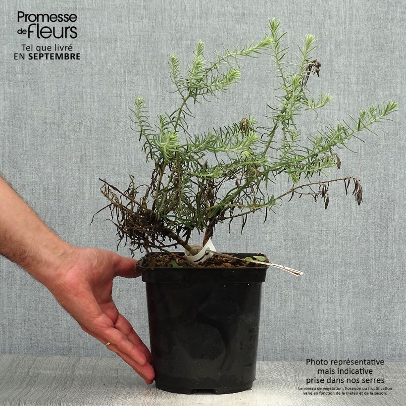 Example of Eremophila caerulea nivea Beryl's Blue - Emustrauch Topf mit 3L/4L as you get in automne