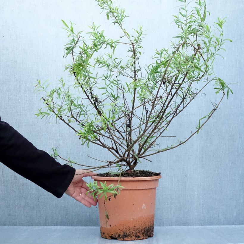 Exemplar von Eremophila laanii - Emustrauch Topf mit 7,5L/10L wie im Herbst geliefert