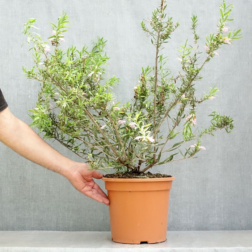 Exemplar von Eremophila laanii - Emustrauch Topf mit 7,5L/10L wie im Frühjahr geliefert