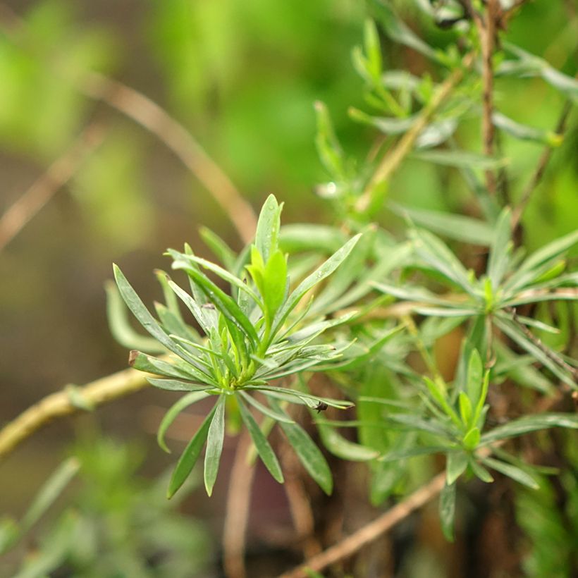 Eremophila maculata Aurea - Emustrauch (Foliage)