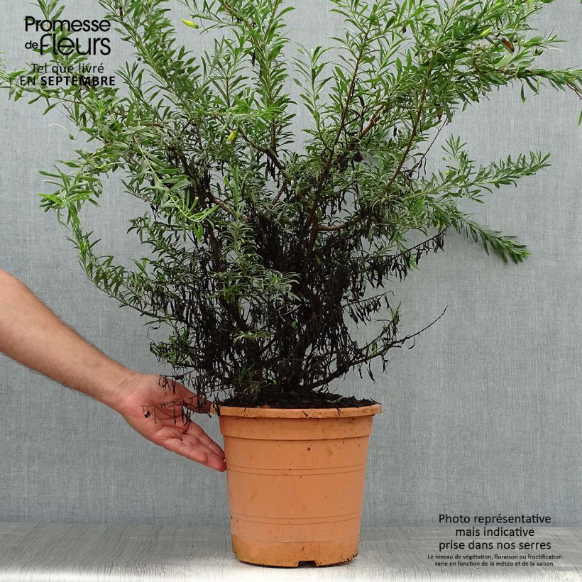 Example of Eremophila maculata Aurea - Emustrauch Topf mit 7,5L/10L as you get in automne