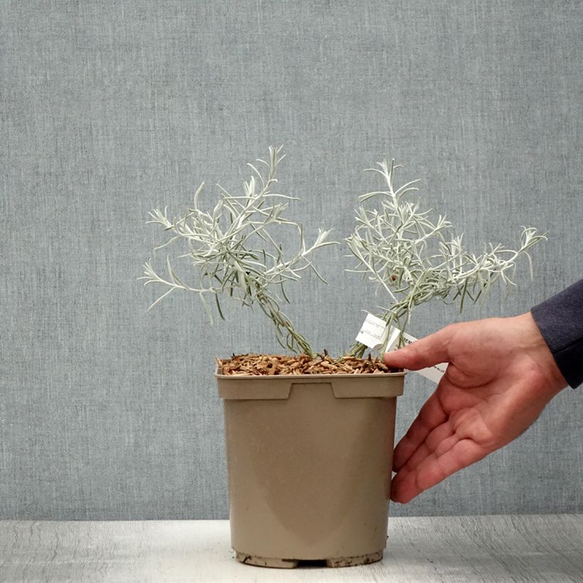Example of Eremophila nivea - Emustrauch Topf mit 7,5L/10L as you get in ete