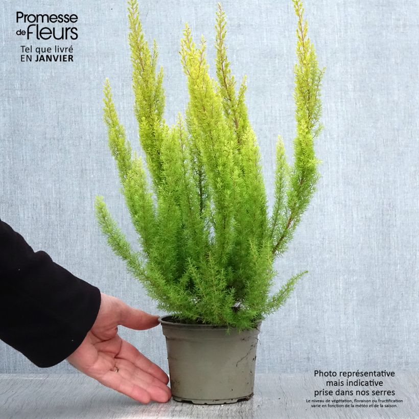 Example of Baum-Heide Albert's Gold - Erica arborea Topf mit 1L/1,5L as you get in hiver
