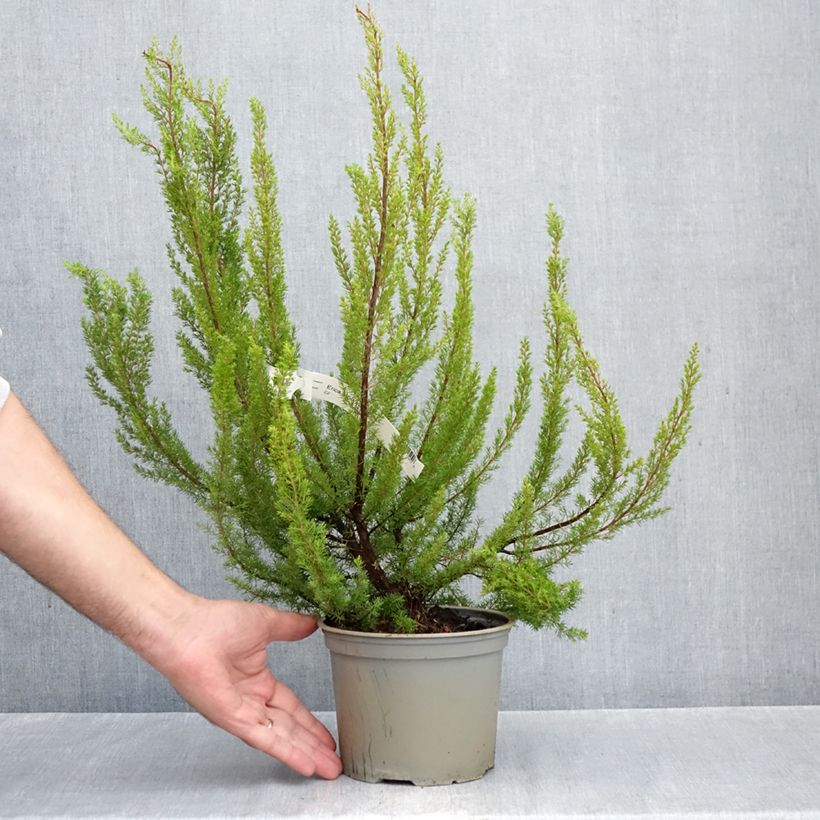 Exemplar von Baum-Heide Alpina - Erica arborea Topf mit 2L/3L wie im Herbst geliefert