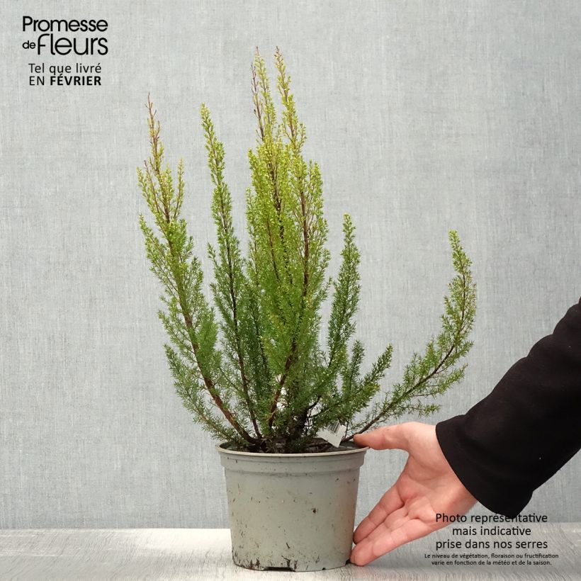 Example of Baum-Heide Alpina - Erica arborea Topf mit 2L/3L as you get in hiver