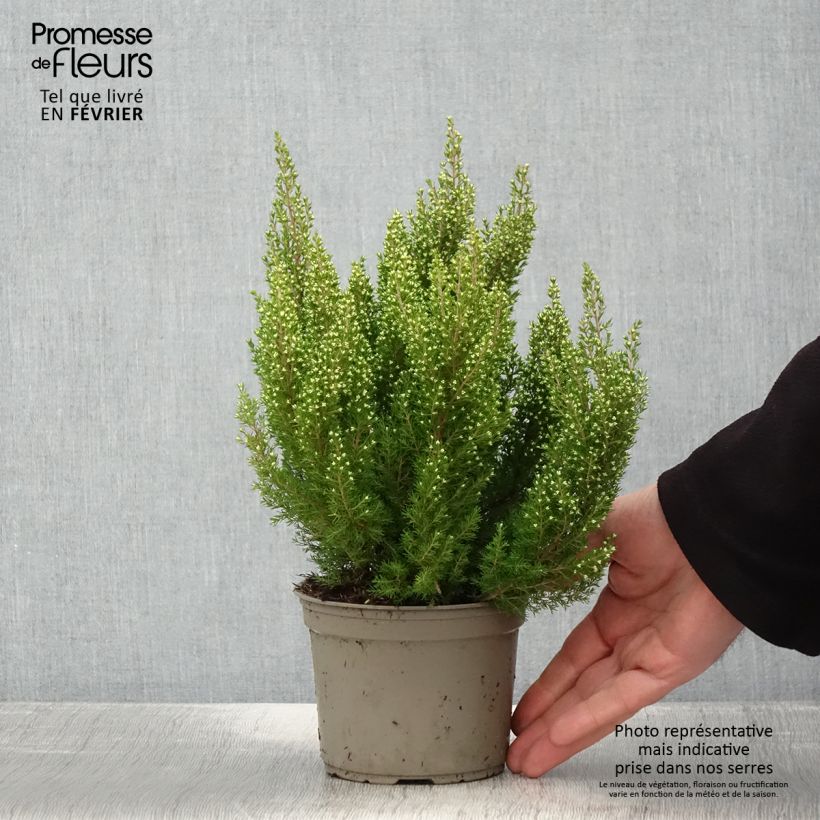 Example of Baum-Heide Estrella Gold - Erica arborea Topf mit 1L/1,5L as you get in hiver