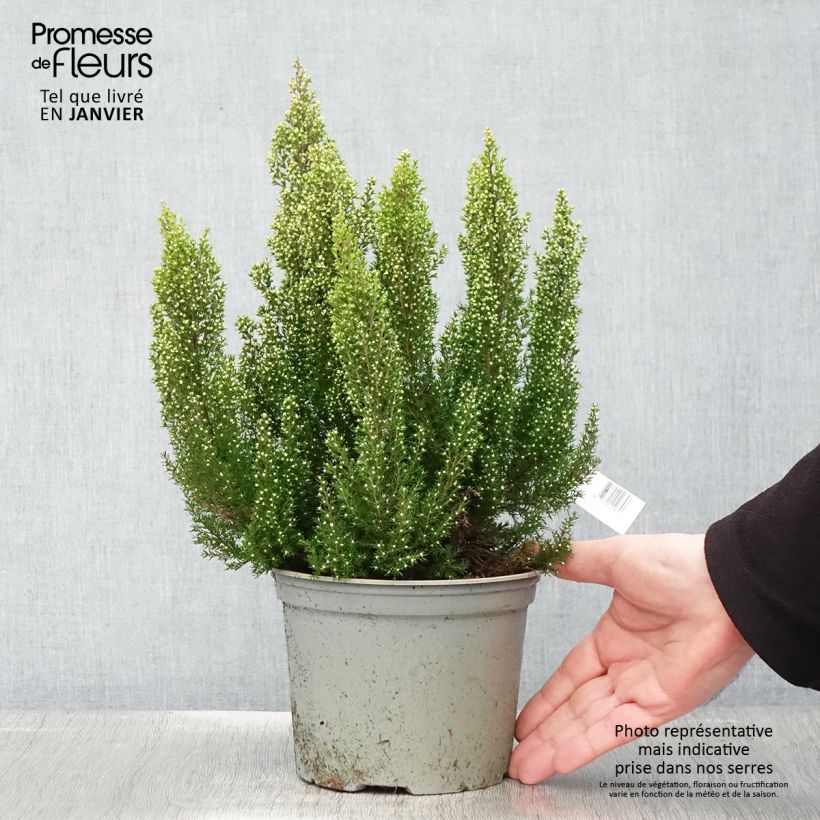 Example of Baum-Heide Estrella Gold - Erica arborea Topf mit 2L/3L as you get in hiver