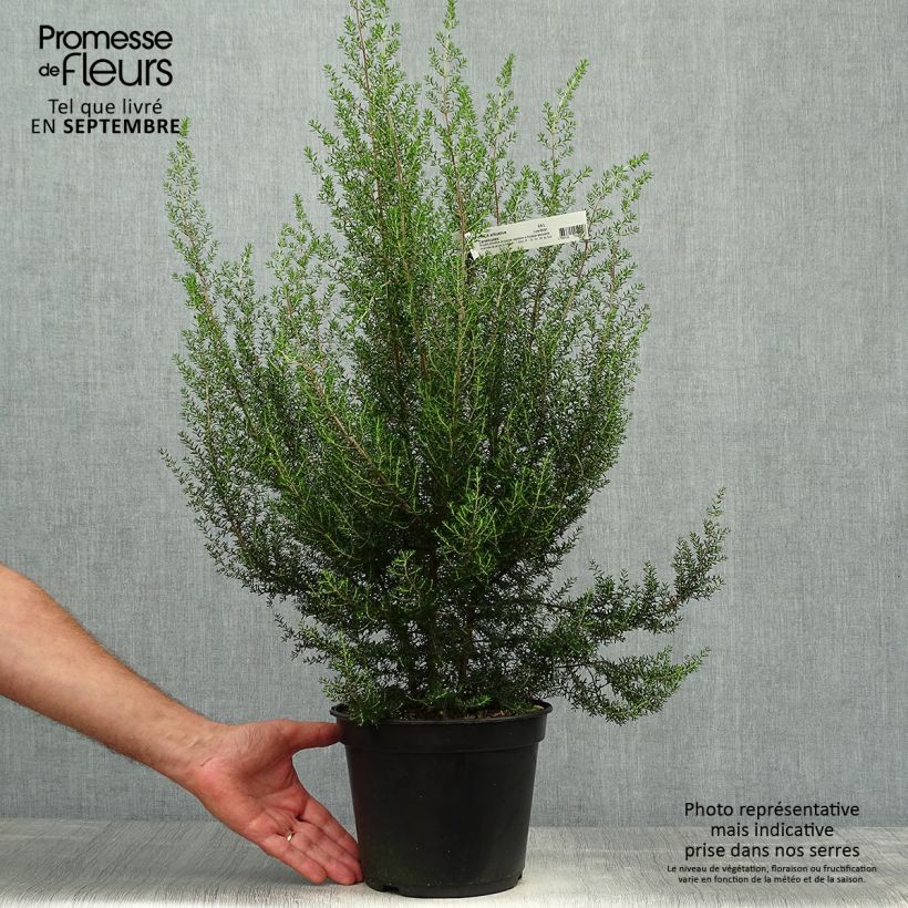 Example of Heidekraut - Erica canaliculata Topf mit 4L/5L as you get in automne