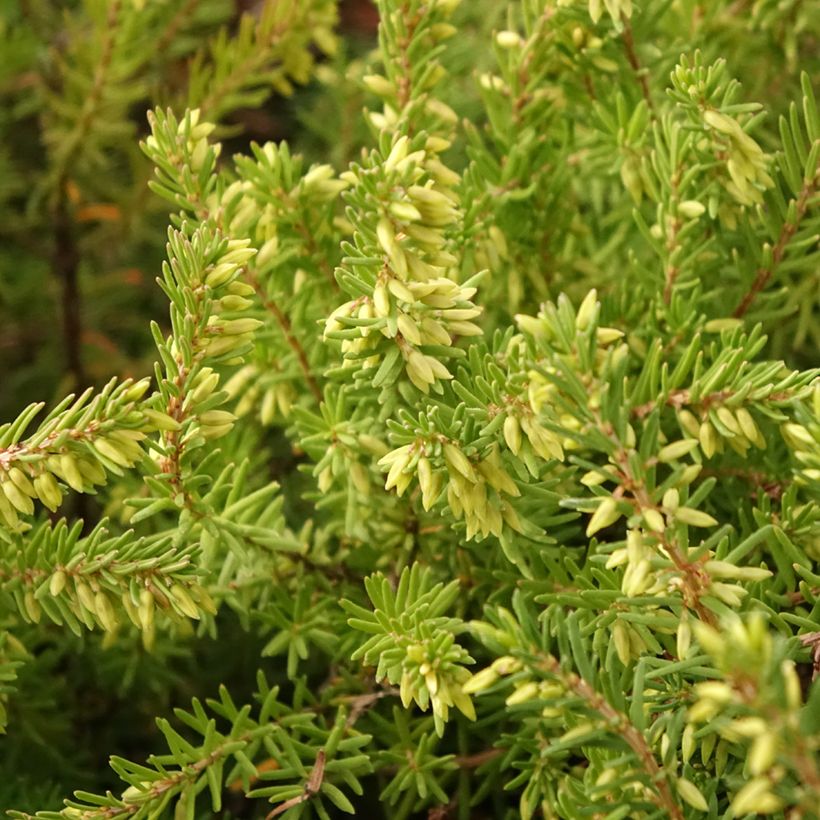 Winterblühende Heide Darley Dale - Erica darleyensis (Foliage)