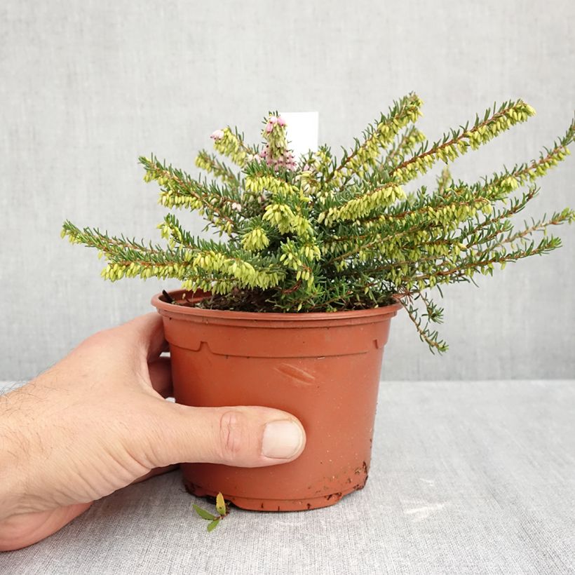 Exemplar von Winterblühende Heide Darley Dale - Erica darleyensis Topf mit 1L/1,5L wie im Herbst geliefert