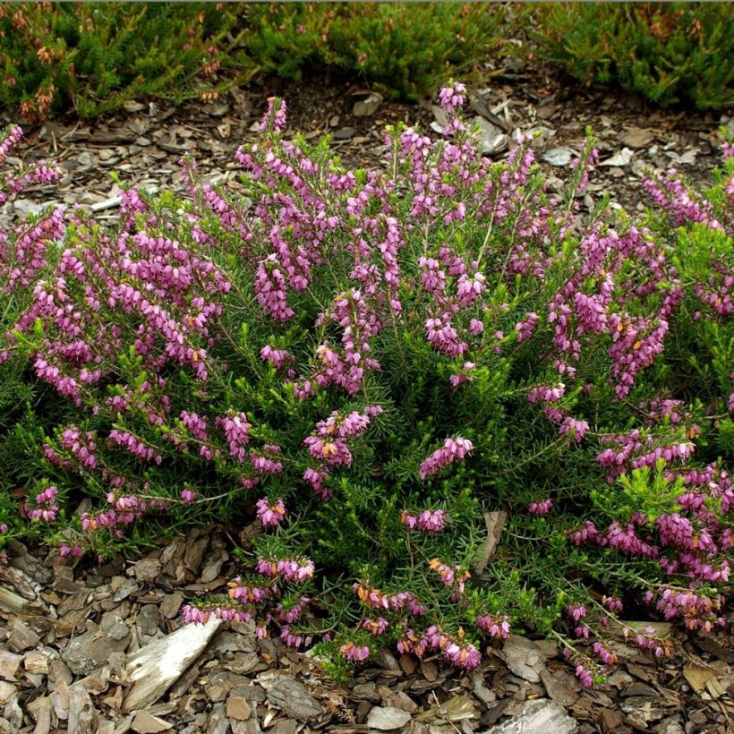 Winterblühende Heide Ghost Hills - Erica darleyensis (Flowering)