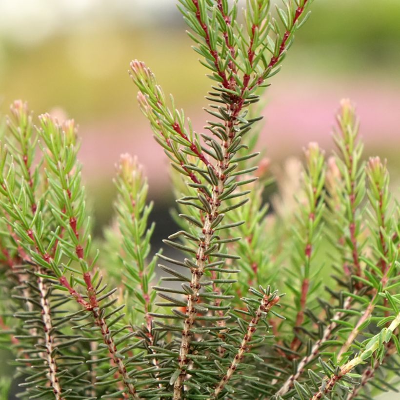 Winterblühende Heide Lea - Erica darleyensis (Foliage)