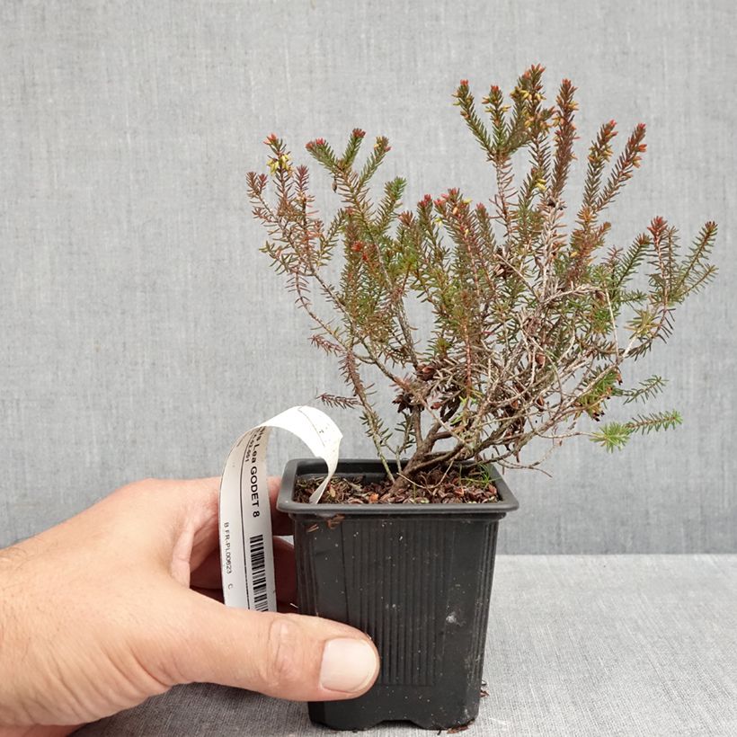 Exemplar von Winterblühende Heide Lea - Erica darleyensis Kleine Töpfe von 8/9 cm wie im Herbst geliefert