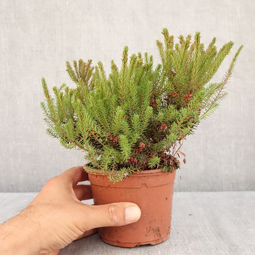 Example of Winterblühende Heide Lea - Erica darleyensis Topf mit 1L/1,5L as you get in ete