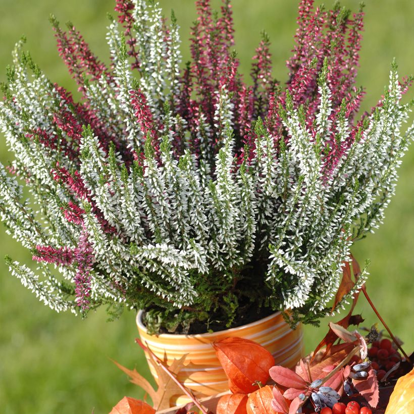 Winterblühende Heide Trio - Erica darleyensis (Plant habit)