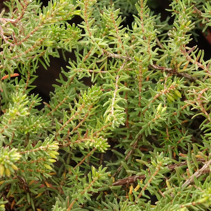Winterblühende Heide Tyann - Erica darleyensis (Foliage)