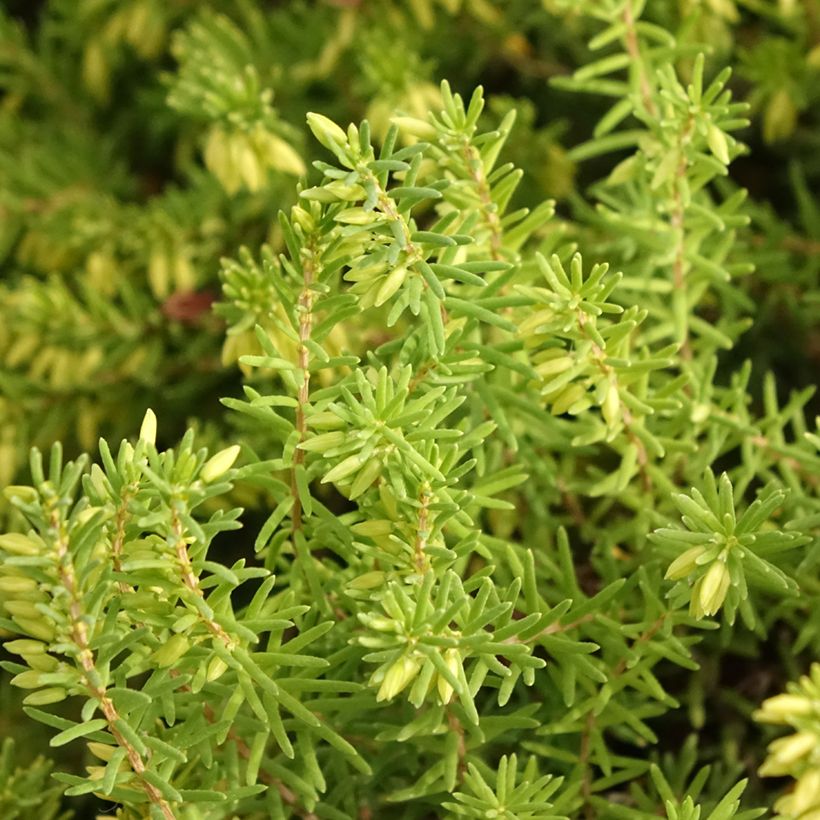 Winterblühende Heide White Glow - Erica darleyensis (Foliage)