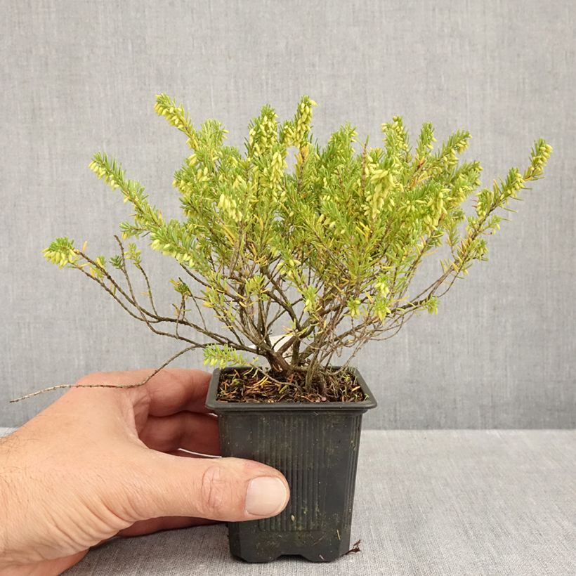 Exemplar von Winterblühende Heide White Glow - Erica darleyensis Kleine Töpfe von 8/9 cm wie im Herbst geliefert