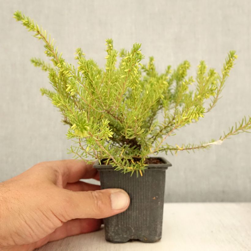 Example of Winterblühende Heide White Glow - Erica darleyensis Kleine Töpfe von 8/9 cm as you get in ete
