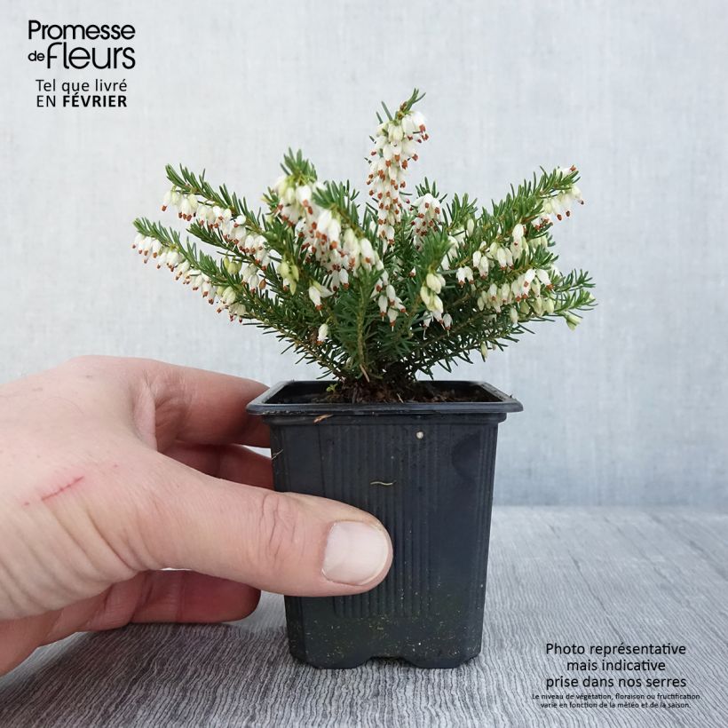Exemplar von Winterblühende Heide White Glow - Erica darleyensis Kleine Töpfe von 8/9 cm wie im Winter geliefert